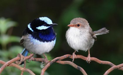 A bright coloured male superb fairy wren, also known as a blue wren, perched next to a female. A bright coloured male superb fairy wren, also known as a blue wren, perched next to a female.